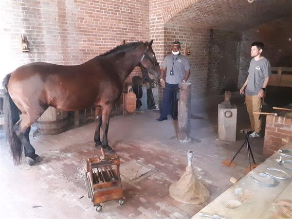 Image of horses that students work with at the local job site
